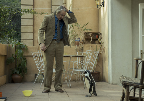 The Penguin Lessons (12A) 